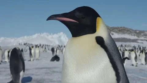 A group of penguins Stock Footage 308228848