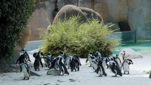 Group of penguins gathered near bright green bush in zoo exhibit. Birds Stock Footage 306188773