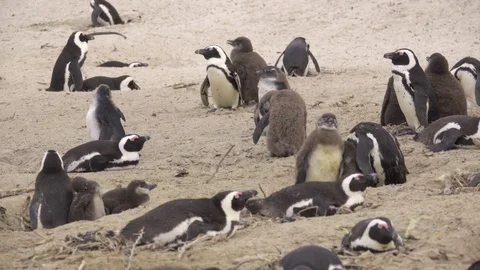Group of penguins with nestling chicks Stock Footage 83644812