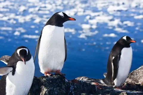 Group of penguins Fotos Stock