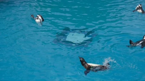 Group of penguins at pool Stock Footage 196507586