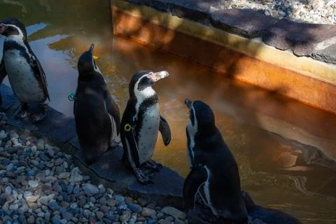Group of penguins by a pool Stock Photos