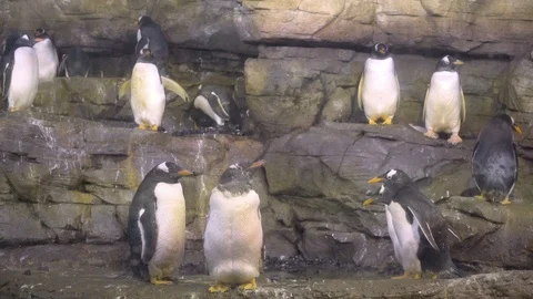 Group of Penguins by Rocks Stock Footage 96165546