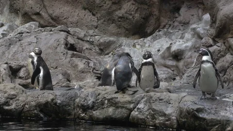 The group of penguins on the rocks. Stock Footage 148890398