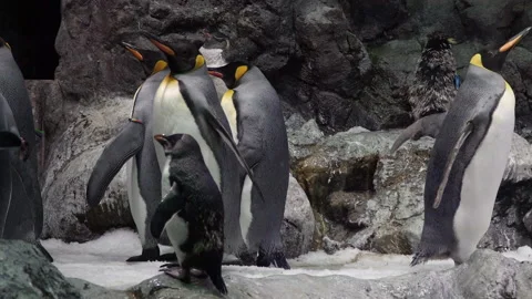 The group of penguins on the rocks.  Video stock 148893127