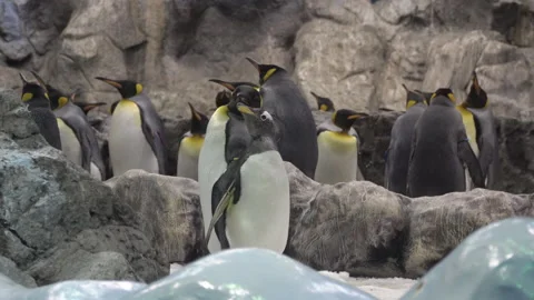 The group of penguins on the rocks. Vídeos de archivo 148894019