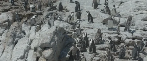 Group of penguins on rocks - Prores 422 UHD Stock Footage 104031473
