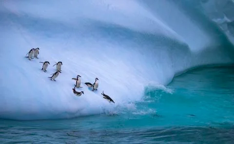 The group of penguins is rolling down the icy slope into the water. Andreev. Stock Photos