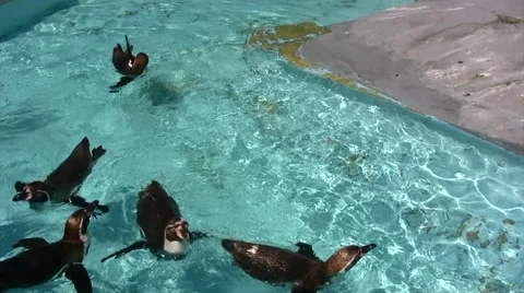 Group of penguins splashing around in a pool Stock-Footage 51433874