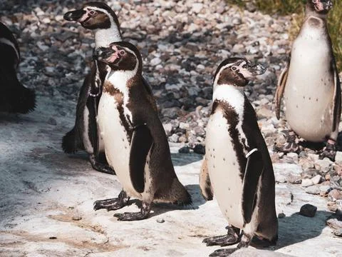A group of penguins standing next to each other in a zoo Stock Photos