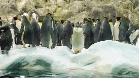 Group of penguins standing in the snow Stock Footage 120865132