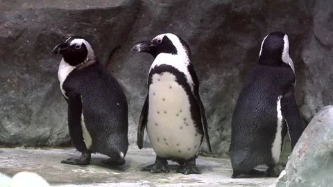Group of penguins standing together Stock Footage 266911829