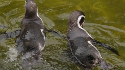 A group of penguins swimming Stock Footage 122201685