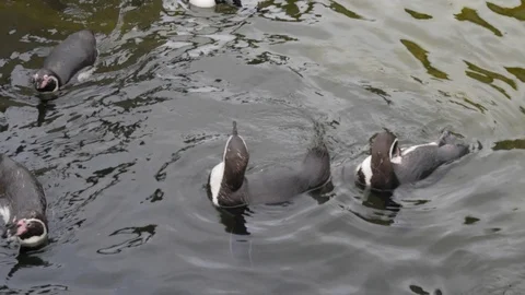 A group of penguins swimming Stockbeeldmateriaal 122201849