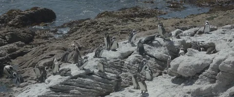 Group of penguins - UHD Prores 422 Stock Footage 104031565