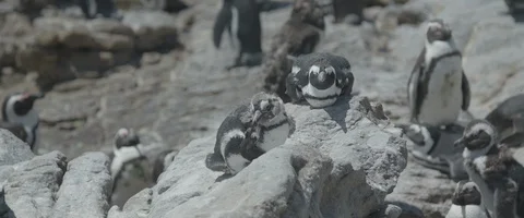 Group of penguins - UHD Prores 422 Stock Footage 104042266