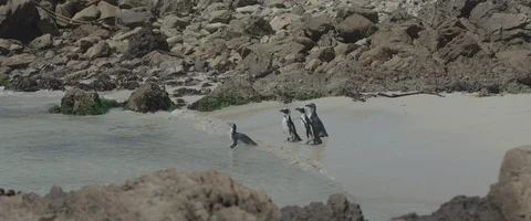 Group of penguins - UHD Prores 422 Stock Footage 104042299