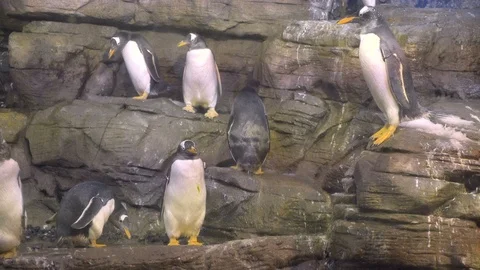 Group of Penguins Walking Around Video stock 96166208