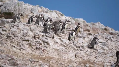 Group of penguins walking down a rocky cliff, Paracas Peninsula, Peru, Stock Footage 130422412