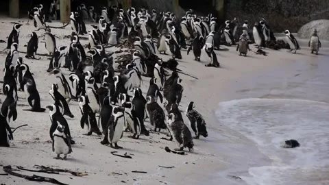 Group of penguins at the water's edge on Boulders beach, South Africa Stock Footage 207486033