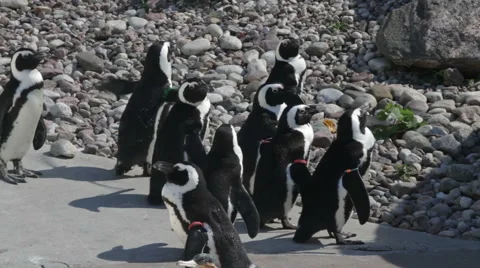 A group of penguins in a zoo Stock Footage 68055532