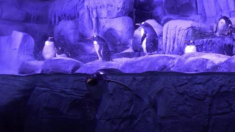 Group of penguins at the zoo Stock Footage 75769814