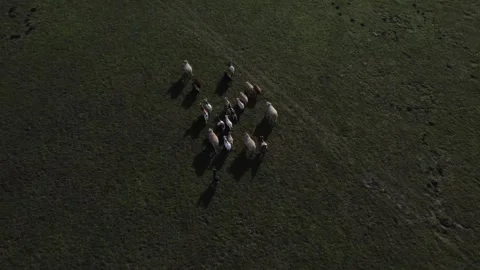 A group of people and animals are gathered in a field Stock Footage 296097704