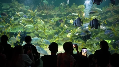 Group of people are looking at a fish tank with  fish in it Видео 315548422