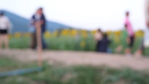 A group of people are standing in a field of yellow flowers Stock Footage 295106963