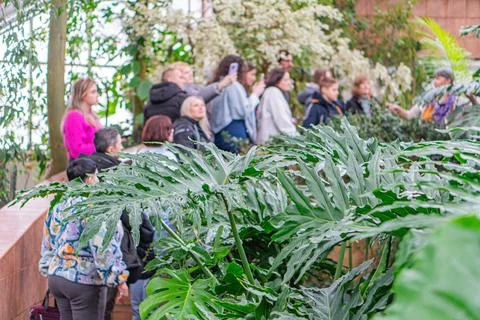 A group of people casually exploring an indoor botanical garden, enjoying l.. Stock Photos