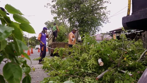 Group of people cutting branches of tree with machetes to clean city street Stock Footage 248098306