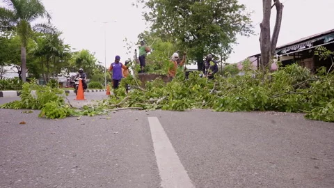 Group of people cutting branches of tree with machetes to clean city street Stock Footage 248098508