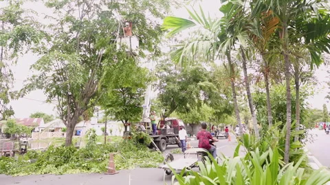 Group of people cutting branches of tree with chainsaw to clean city street Stock Footage 248098727