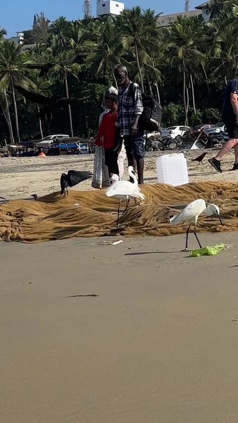 A group of people, egrets and crows are around fishing nets Stock Footage 321827200