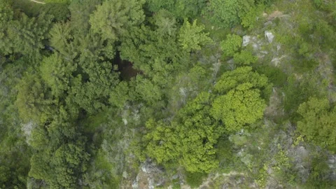 A group of people in a forest Stock Footage 155463900