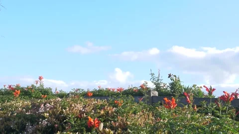 A group of people in a garden Video stock 156021595
