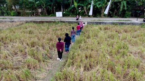 Group of people having fun in rice field making boomerangs for social Stock Footage 164820544