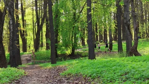 Group of people jogging along forest trail in a summer park Stock Footage 318303661