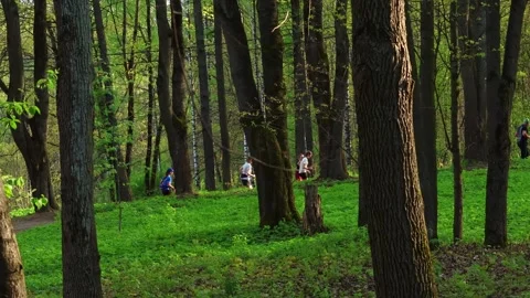Group of people jogging along forest trail in a spring park Stock Footage 318303669