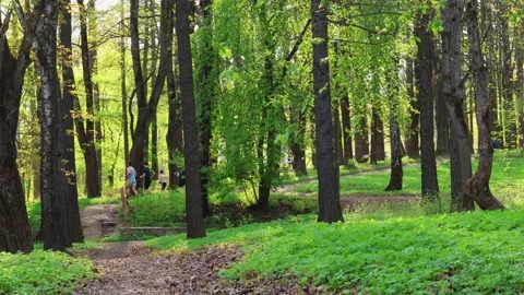 Group of people jogging along forest trail in a spring park Stock Footage 318303694