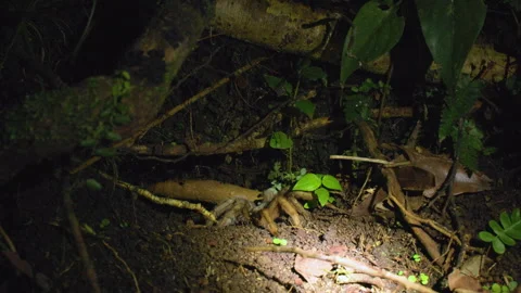Group of People Observing Night Dwellers in the Jungle with Tarantula Spider. Stock Footage 338378982
