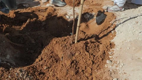 A group of people stand around and planting young tree Video stock 272162053