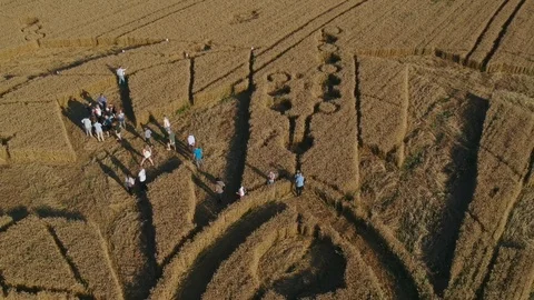 Group of people walking and exploring inside a crop circle, aerial drone Stock Footage 124694867