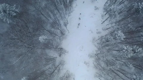 A group of people walking in the forest Stock Footage 123367742