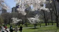 Group of People Walking in NYC Central Park, Cherry Trees Spring New York City HD Footage