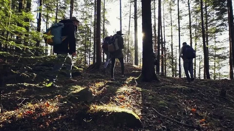 Group of people walking through forest Stock Footage 83313087