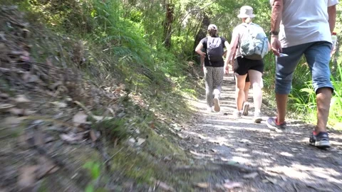 Group of people walking through a nature trail outdoor hiking Stock Footage 237462002