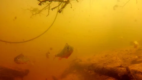 Group of Perch Freshwater Fish; Dynamic Camera Video stock 103960119