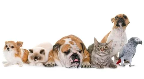 Group of pet 스톡 사진