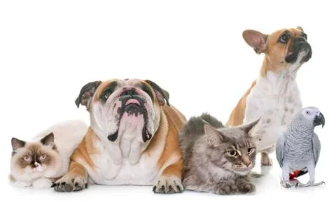 Group of pet Stock Photos